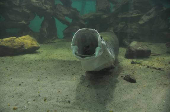 Enorme bocejo de Pirarucu no aquário de um restaurante em Manaus - AM